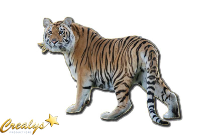 tigres crealys