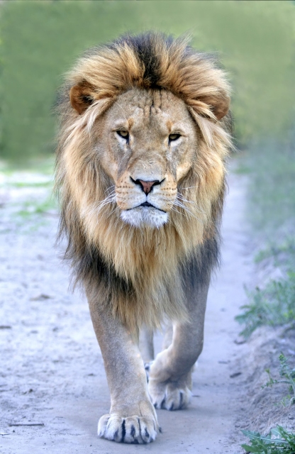 lion publicité
